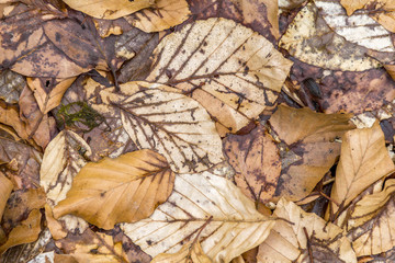 autumn leaves background