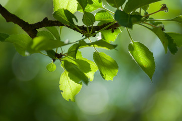closeup of sunlight in apple tree leaves