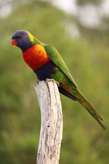 Rainbow Lorikeet