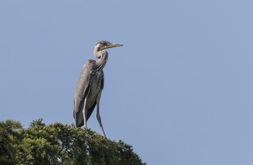 grey heron bird ardea cinerea