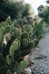 schöner Kaktus