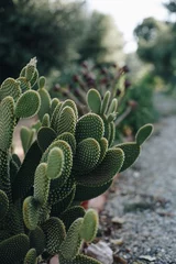 Foto op Plexiglas prachtige cactussen © nicolabester_photo