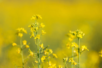 Obraz premium yellow rape flowers close-up on a yellow bokeh background, oilseed crop, source of butter and nectar for beekeeping