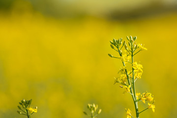 yellow rape flowers close-up on a yellow bokeh background, oilseed crop, source of butter and...