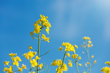 yellow rape flowers close-up against the blue sky, sunbeam, oilseed crop, source of butter and nectar for beekeeping