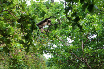 Wild animals,Leaf monkey or Dusky langur jumping on the treetops