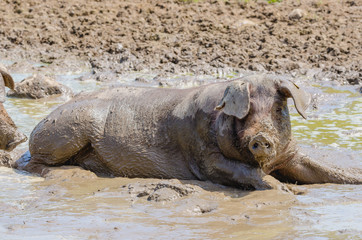 Iberian pigs herd (pata negra) laying in the mud in Extremadura, Spain