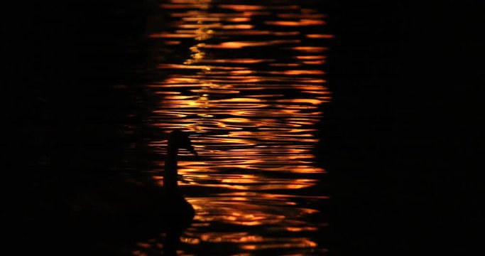 Silhouette of swan at night, city river with lights reflections