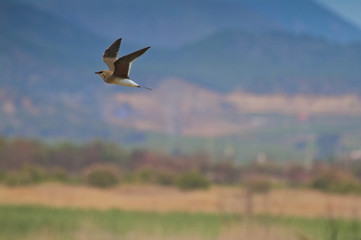 Flying with the mountains as background