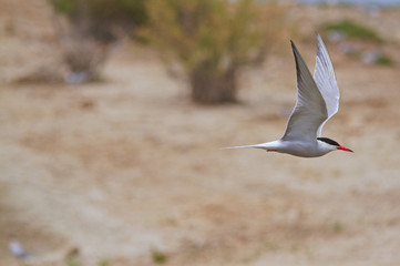 Little bird flying at full speed