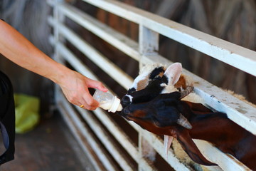 Goat milk is on the farm.