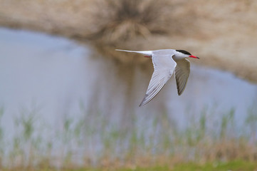 Obraz premium Little bird flying at full speed