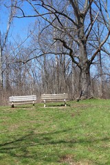 The park benches under the bare tree in the park.