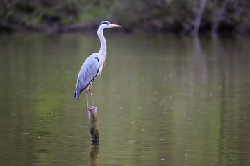 Airone cenerino (Ardea cinerea)