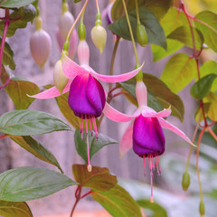 Beautiful fuchsia magellanica flowering plants in shades of pink, purple and white.  Hanging hardy...