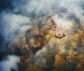 Fotocollage: hoofd van de wolf op de achtergrond van het herfstbos