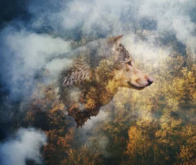 Keuken foto achterwand Wolf Fotocollage: hoofd van de wolf op de achtergrond van het herfstbos