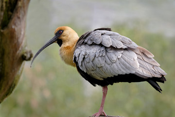 ibis mandore - obrazy, fototapety, plakaty