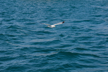 Möwe fliegt über Wasser des Bosporus, Istanbul
