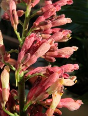 Obraz premium chestnut tree with pink flowers