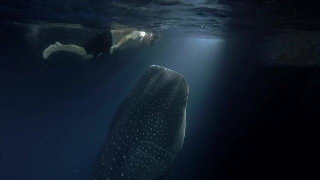 Man swims at night with a Whale Shark (Rhincodon typus), Indian Ocean, Maldives
