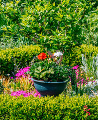 Beautiful Home garden Allotment in spring