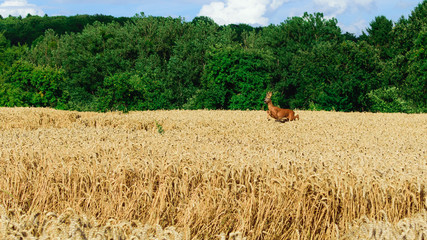 Roebuck jumping trough corn field