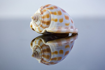 Sea shell