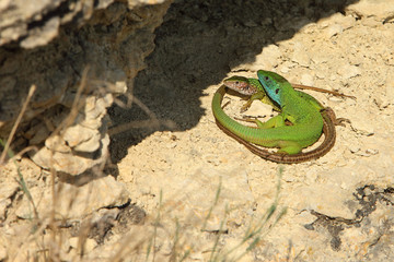 Fototapeta na wymiar Pair of European Green Lizard (Lacerta viridis) in the wild.