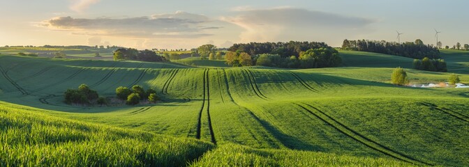 grüne, glänzende junge Getreidefelder auf welligen Feldern in Deutschland - Hochauflösendes Panorama