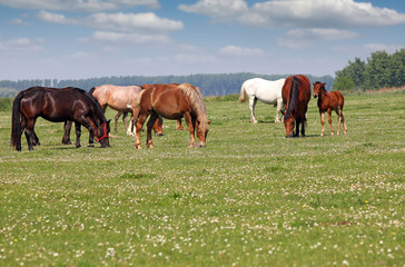 Naklejka na ściany i meble Herd of horses in pasture spring season