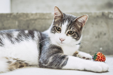 Jeune chat tigré blanc en train de jouer