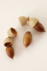 Acorn