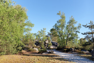 hills and White sand of Nemours forest