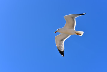 Seagull in Cadiz waterfront, Andalucia, Spain