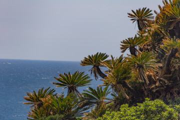 日本の風景　ソテツ自生北限地　宮崎県串間市都井の岬8