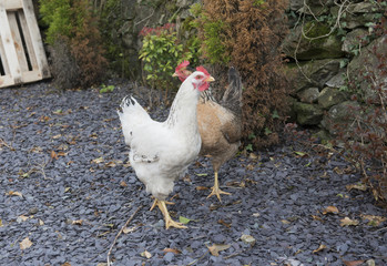 White and Red chicken walking around in a garden 