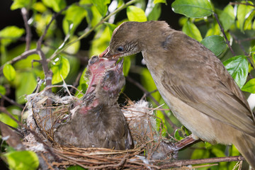 Hungry baby birds streak-eared bulbul or pycnonotus conradi in forest nature
