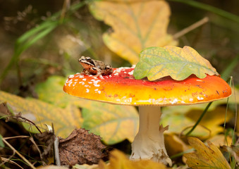 mushroom frog