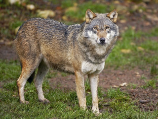Naklejka premium European Red Wolf standing in grass watching.