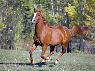 Obraz na płótnie Canvas Chestnut Arabian Horse galloping on grassy field.