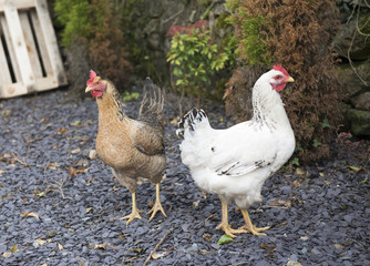 White and Red chicken walking around in a garden 