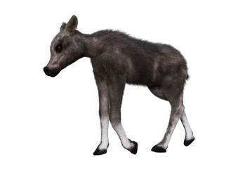 Fototapeta premium 3D Rendering Caribou Calf on White