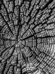 Obraz premium Wood Texture