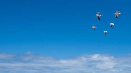 Naklejka na ściany i meble Five seagulls in flight