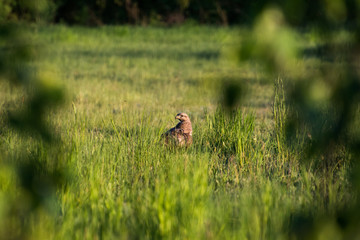 Myszołów Zwyczajny nad Narwią