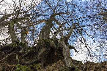 Fototapeta na wymiar Texture of a tree branches