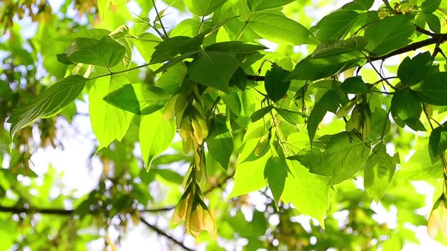 Acer negundo, leaves, seeds, spring