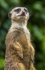 Meerkat Guarding