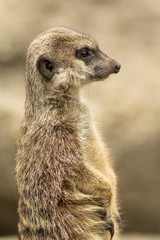 Meerkat